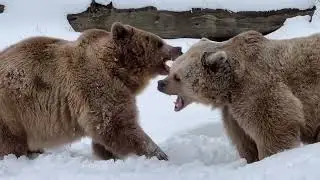 Bears Play Fight in Snow