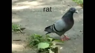 rat