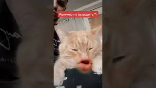 Прикол из тиктока кота вывели на конфликт #невскаямаскарадная #тикток #tiktok