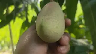 cara sortir buah mangga red ivory