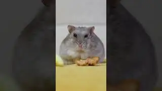 Clean hampter