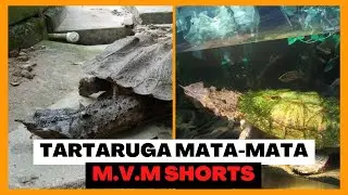 A TARTARUGA MONSTRO | Short 05