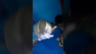 Kucing lucu lagi mandi 