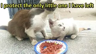 A story begins with this pregnant cat and her kitten