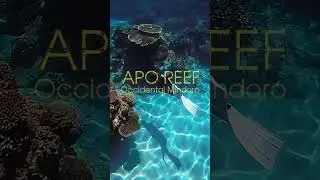 Where is the underwater Garden of Eden in the Philippines? 🤩 #shorts #freediving #philippines