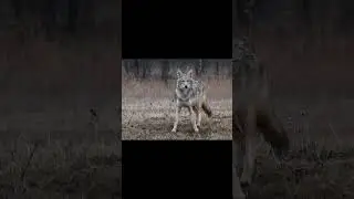 рысь на охоте отличный выстрел 