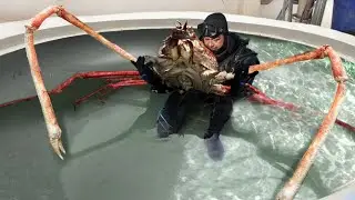 BIZARRE Giant Crustaceans