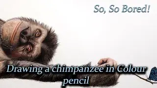 Drawing a bored chimpanzee in color pencil