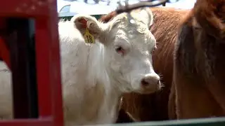 AgweekTV: H5N1 Update