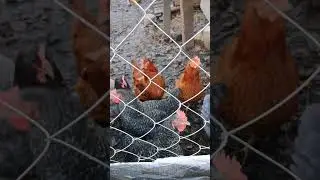 #курочки