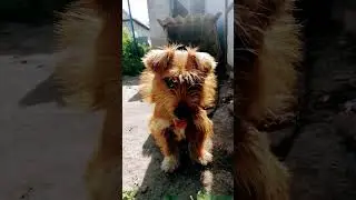 #деревня #иваныч #природа #курск #лето #дача #nature #собака #боня