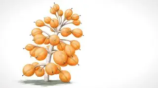 Animal/Plant Body Plan - Spec Bio Log 2