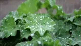 Plants