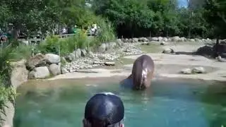 Incredible fart of a hippopotamus!!!!!!!