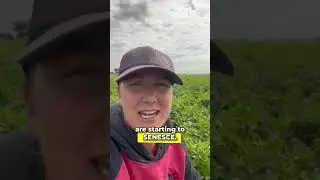 #AskAFarmer - How do farmers know when to harvest potatoes?