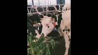 Don't drop your pills near the cows 🤣