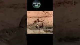 Крокодил напал на антилопу