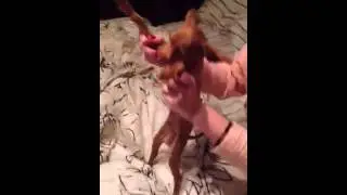 Тиман Дмитриевич
