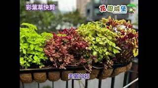 最靚的觀葉「彩葉草 」 容易栽種 繁殖 修剪 組盆 黑金土有機質肥料 籬笆剪 #花園城堡園藝資材倉庫