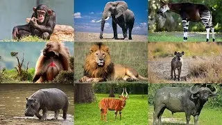 Как говорят животные. Развивающее видео для детей.  Животные Африки.  Голоса животных