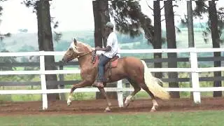 Haras Today - Apresenta ! Tesouro do Marama.