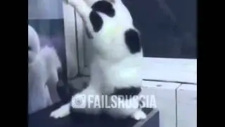 Женщина я не танцую кот)))
