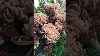 Хризантемы капучино виена купер #shorts