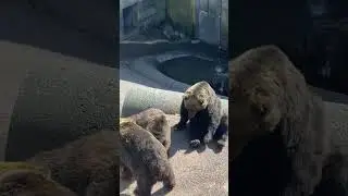 Adorable Hungry bear in Hokkaido
