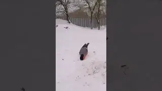#птицы #птицызимой
