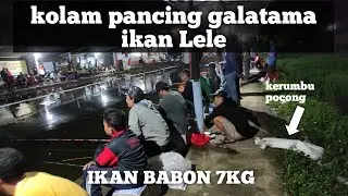GALATAMA/LOMBA IKAN LELE FULL MASTER,IKAN BABON NAIK,