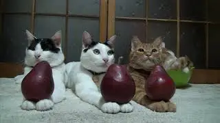 Exploring Red Pears: What Makes Them Different from Not Red Pears?