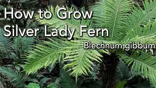 Silver Lady Tree Fern Care and Growing Ideas - Dwarf or Miniature Tree Fern - Blechnum gibbum