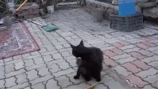 мой кот Поскребыш