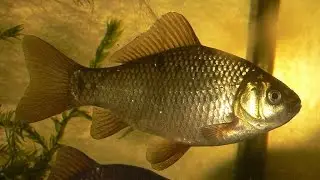 Fishing for carp in Tyumen, near the Swan lake Tarascus