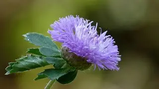 Centratherum punctatum flower plants