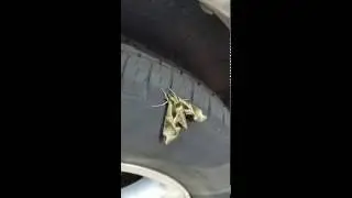 A rare butterfly!