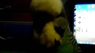 My budgie say hello