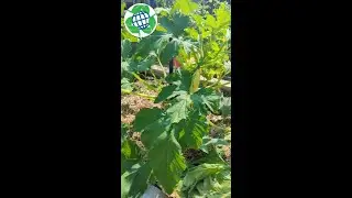 #SHORTS Staked Zucchini