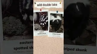Wild Double Take: Spotted and Striped Skunks