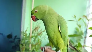 Parrot Voice | Natural Parrot Sounds | Parrot Calling Sounds ||