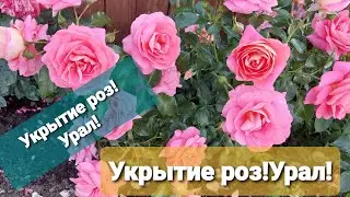 #укрытие_роз