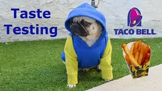 ASMR | Taste Testing Taco Bell Fries - Cute Pug Eating