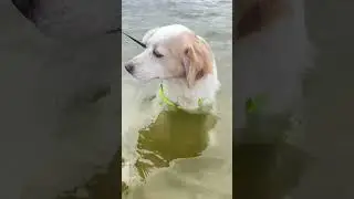Chuky pinna pinna