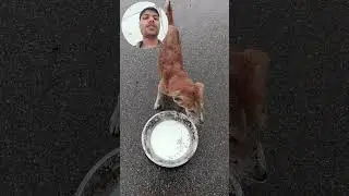 જીવ દયા  #viralvideo #jivdaya #shivshankarsong