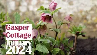 Snowdrop Season in the cottage garden