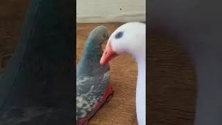 как водят НУБ и ПРО 