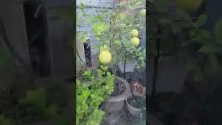 The lemons!