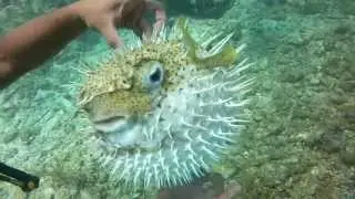 GoPro: Puffer Fish