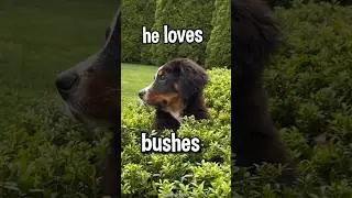My Puppy Loves To Yeet Himself Into Bushes😂🌿 #bernesemountaindog #funnypuppy