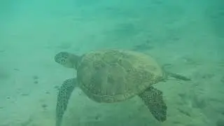 Snorkeling in Black Rock, Maui